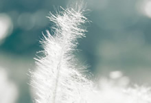 猛龙新星表现出色，赢得教练组赞誉